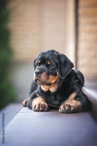 Portrait of cute happy black puppy of rottweiler dog laying on the purple stairs on the background of brick wall
