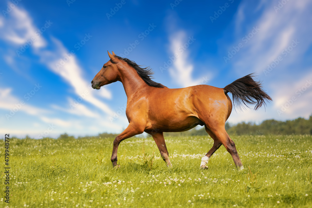 Brown horse trots freely across a meadow in summer against a blue sky in the sunshine. Image in landscape format with bold colors..