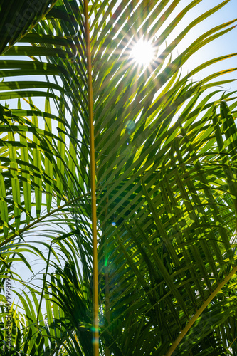 Fototapeta Naklejka Na Ścianę i Meble -  Green palm leaf background