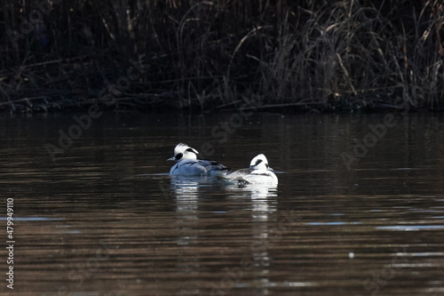 smew in the river