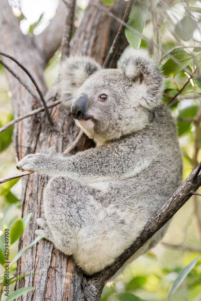 Obraz premium A wild Koala sitting in a tree on Magnetic Island, Queensland, Australia.