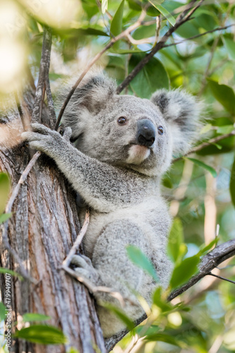 Fototapeta Naklejka Na Ścianę i Meble -  A wild Koala sitting in a tree on Magnetic Island, Queensland, Australia.