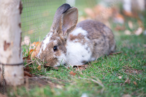 Cute bunny rabbit with long ears sitting in the grass