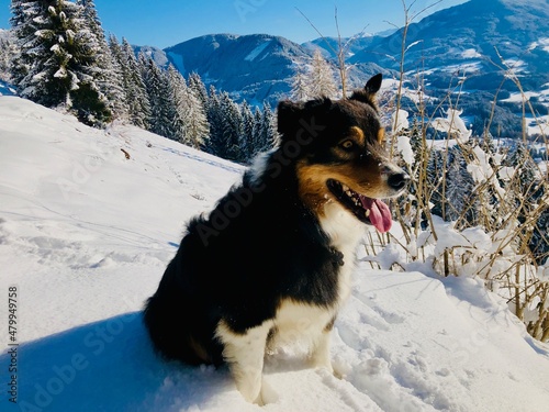 Australien Shepherd - australischer Hirtenhund photo