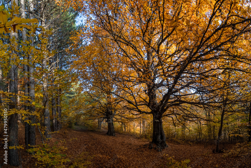Naklejka premium Autumn beech-hornbeam forest in the Crimean mountains