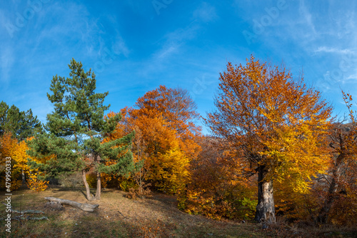 Beech and pine in a clearing in the autumn forest