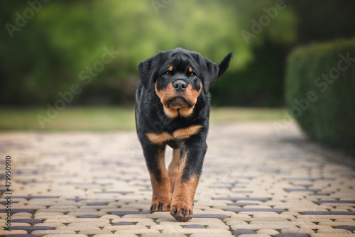 Front portrait of adorable happy black puppy of rottweiler dog walking through yard on the green background