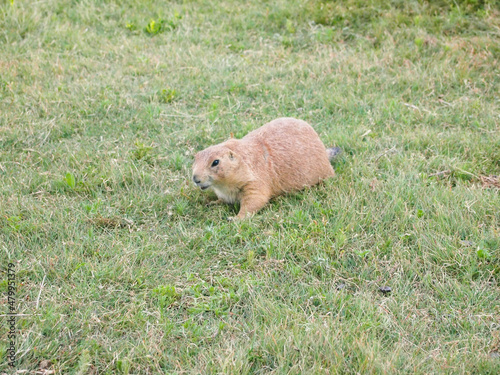 marmot in the grass photo