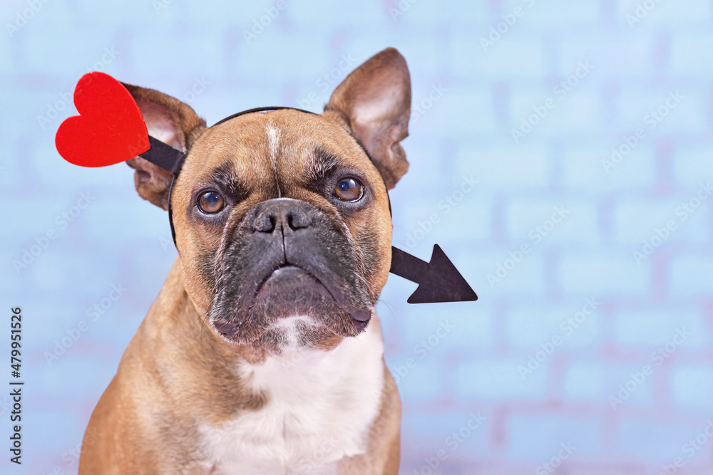 French Bulldog dog with Valentine's day love arrow headband on blue background