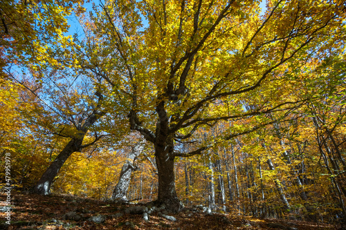 Sunny day in the autumn beech forest