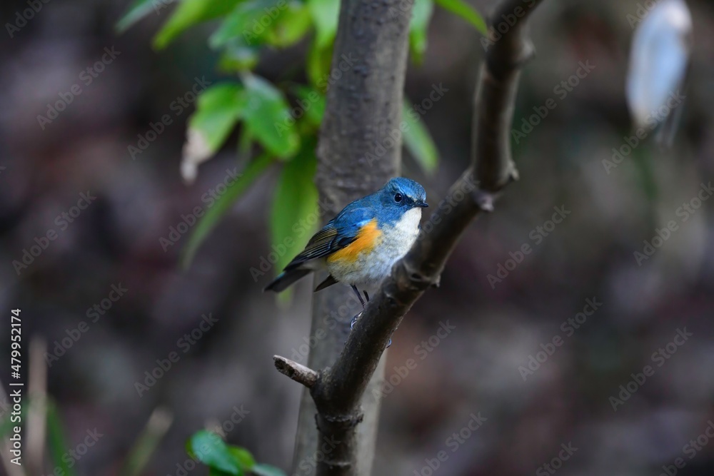 冬の公園で見られる美しくかわいい渡り鳥ルリビタキ 冬の公園で見られる美しくかわいい渡り鳥ルリビタキ