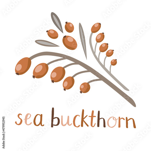 Juicy orange sea buckthorn berries on a branch