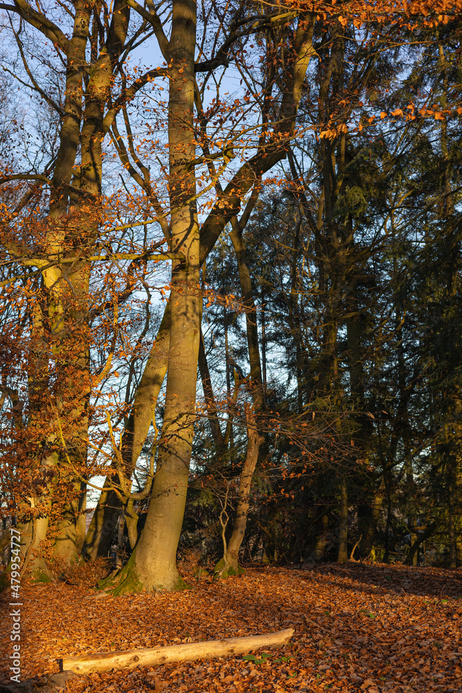 Fototapeta premium Beech trees in late autumn sun