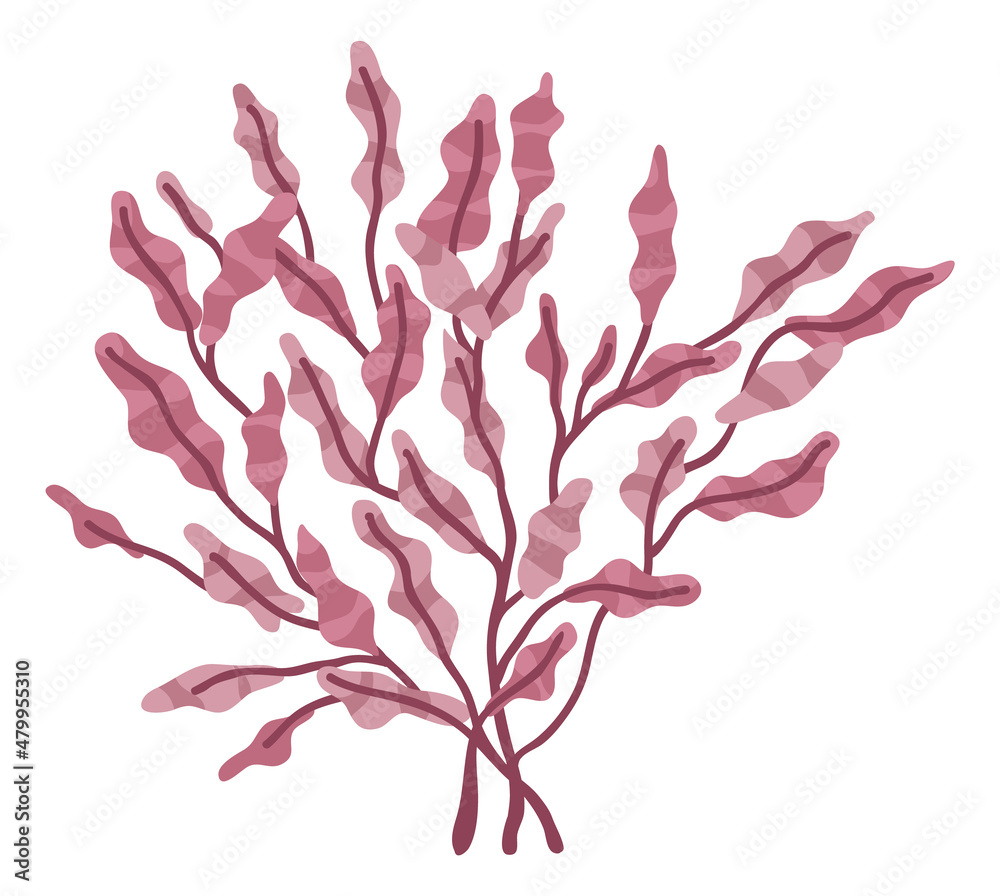 Red algae. Ocean bottom plant. Phyllophlora seaweed