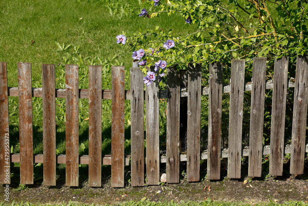 Zaun, Holzzaun, Gartenzaun, Blumen, Deutschland, Europa