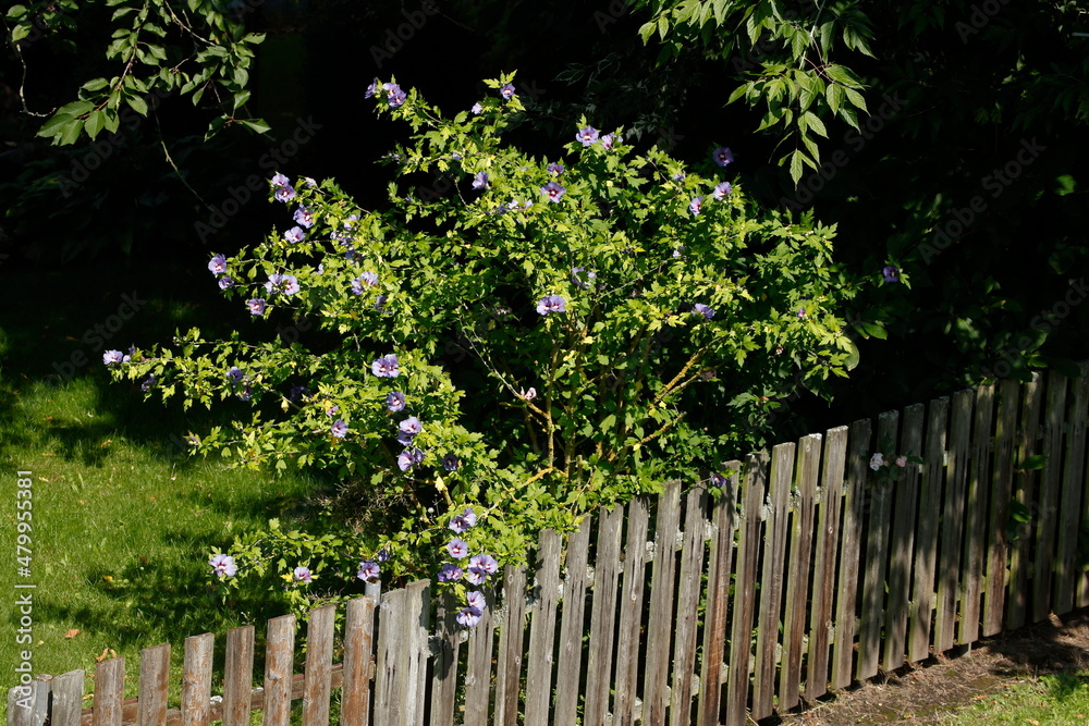 Zaun, Holzzaun, Gartenzaun, Blumen, Deutschland, Europa Zaun, Holzzaun, Gartenzaun, Blumen, Deutschland, Europa