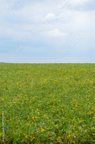 field of sunflowers © jennifer