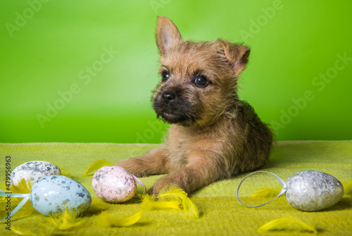 Leinwand Poster Cairn Terrier puppy with colorful Easter eggs