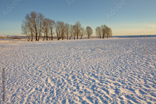 winter landscape. morning frost and sun. lonely tree