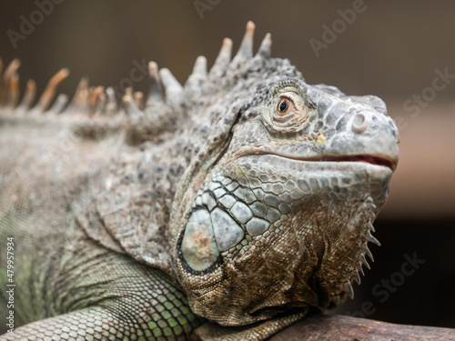 Portrait of common green iguana. Big arboreal lizard looks in camera.