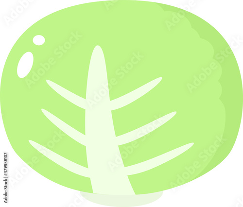 キャベツ　主線なし