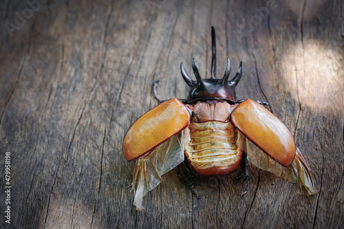 Close up of Five-horned rhinoceros beetle on wood with copy space photo