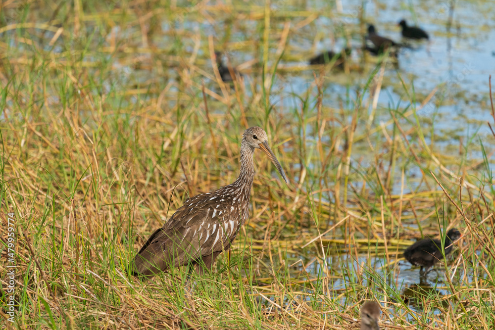 The limpkin (Aramus guarauna) The limpkin (Aramus guarauna)