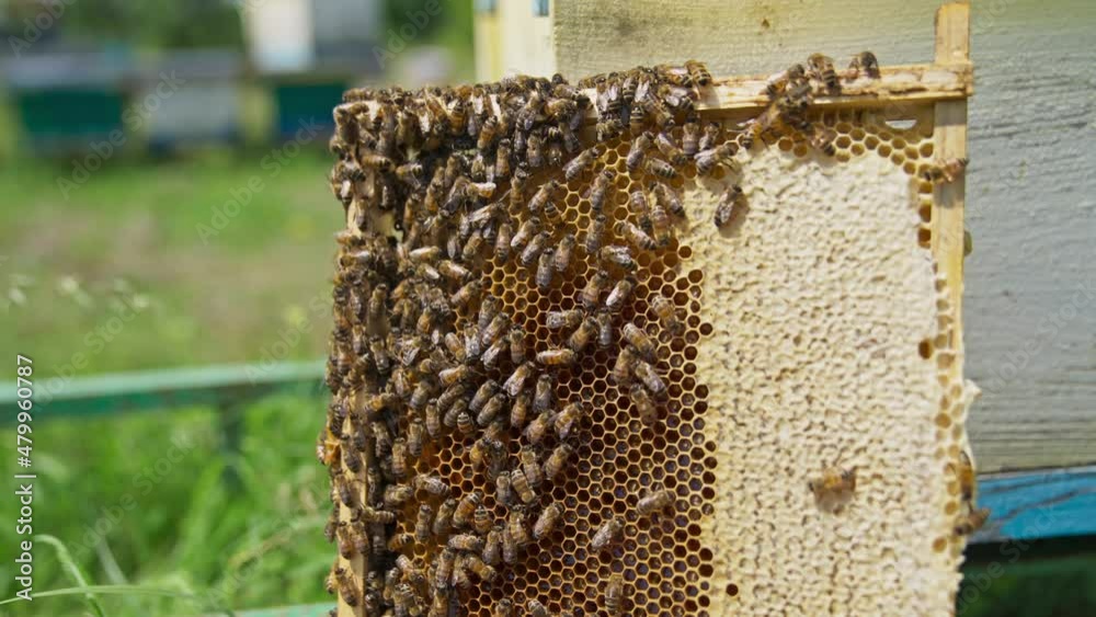 Honeycomb frame with bee brood is next to the hive. Bee colony crawling around the comb and sealing cells. Blurred background. Honeycomb frame with bee brood is next to the hive. Bee colony crawling around the comb and sealing cells. Blurred background.