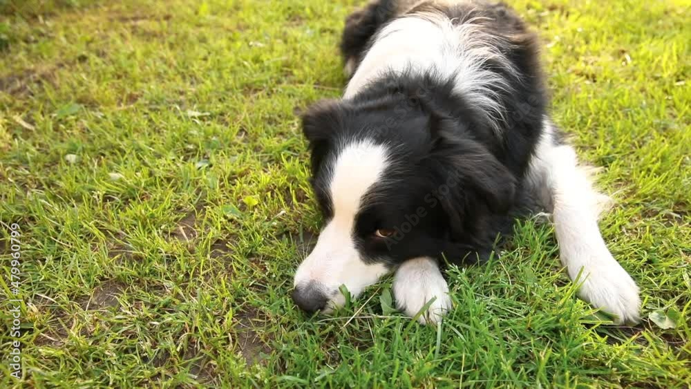 Outdoor portrait of cute smiling puppy border collie lying down on grass, park background. Little dog with funny face in sunny summer day outdoors. Pet care and funny animals life concept Outdoor portrait of cute smiling puppy border collie lying down on grass, park background. Little dog with funny face in sunny summer day outdoors. Pet care and funny animals life concept