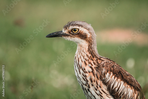 The bush stone-curlew or bush thick-knee is a large, ground-dwelling bird endemic to Australia.