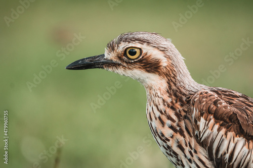 The bush stone-curlew or bush thick-knee is a large  ground-dwelling bird endemic to Australia. 