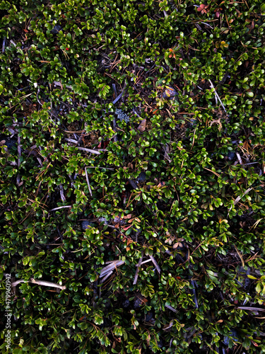 close up of a bunch of flowers