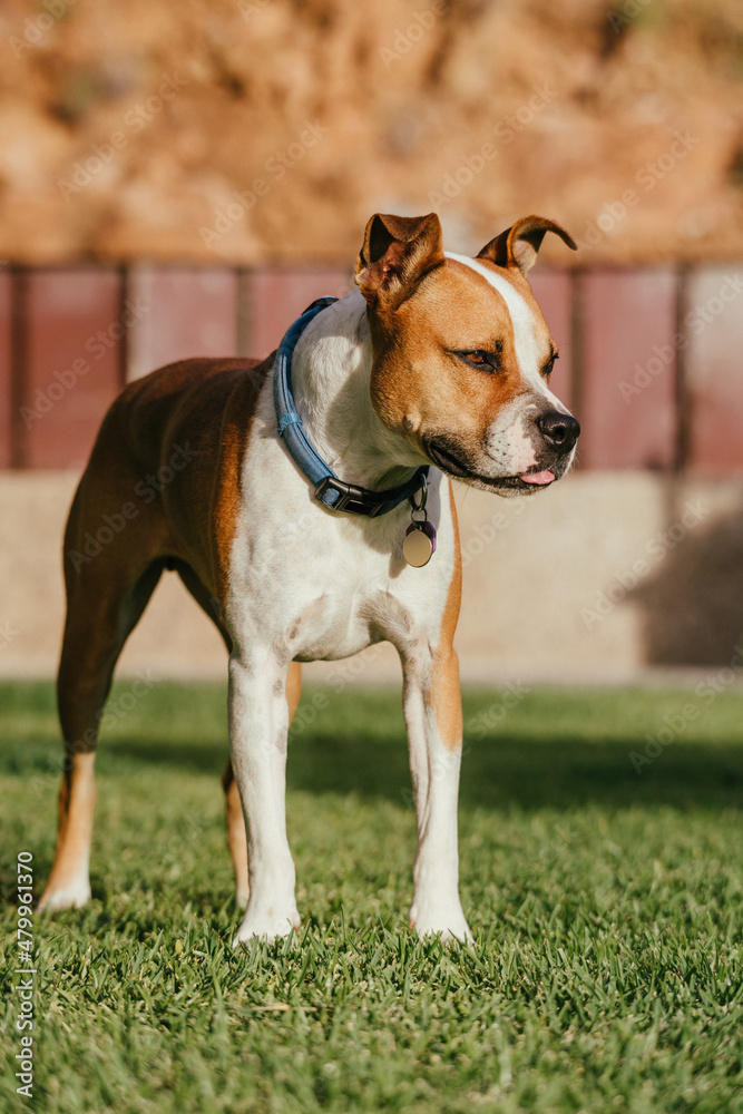 The American Staffordshire Terrier is a loving, loyal, playful dog that loves to spend time with human family members. They are quite muscular for their size.