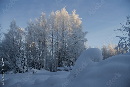 The sun illuminates the treetops.