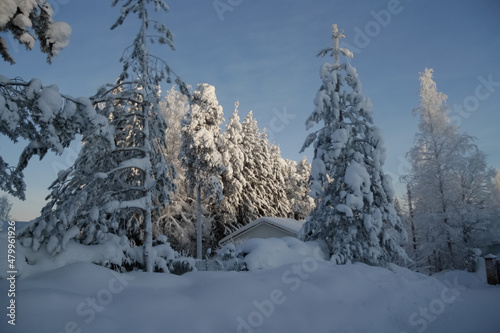 The roof of the house is visible among the pines and fir trees. © Людмилa