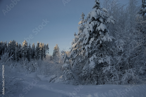 The sun is shining on a corner of the forest.