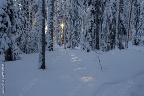 Sun glare on snowdrifts and trees.