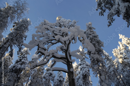 A beautiful tree against the blue sky.