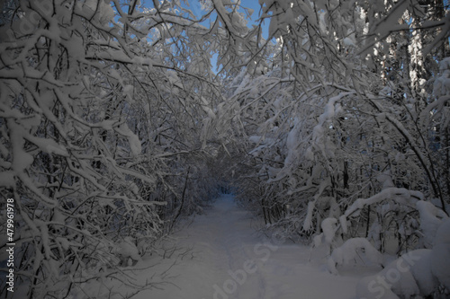 The path leads under the snow-covered trees.