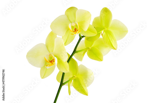Fototapeta Naklejka Na Ścianę i Meble -  Yellow orchid flower