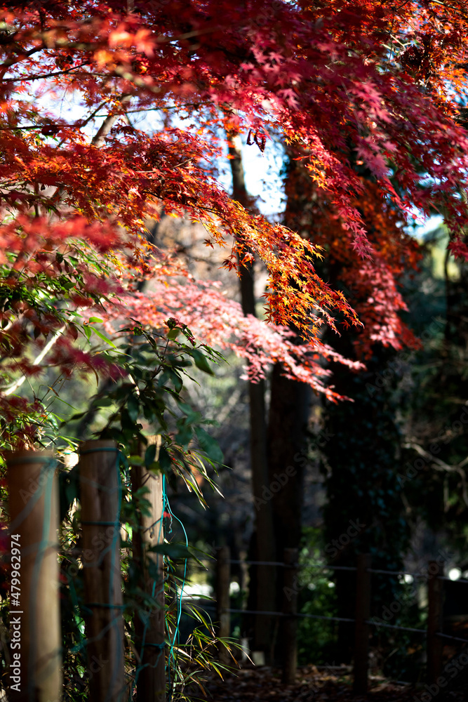 Autumn leaves autumn foliage fall leaves red leaves Autumn leaves autumn foliage fall leaves red leaves