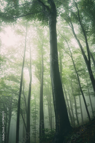 tall tree in green forest with fog