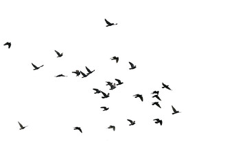 Flocks of flying pigeons isolated on white background. Save with clipping path.