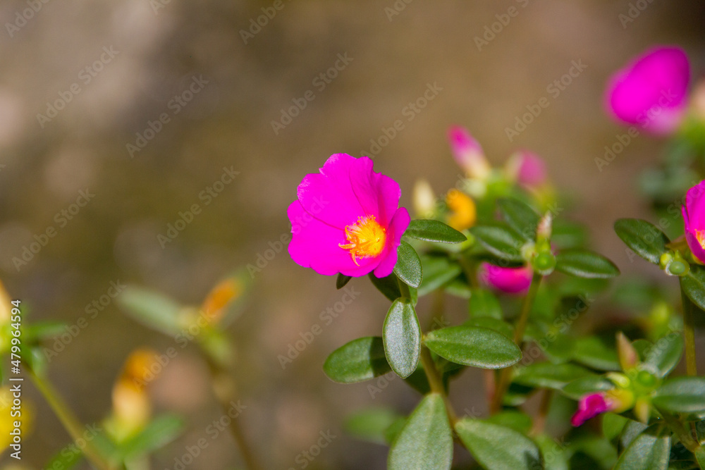 Obraz premium garden with known flowers at eleven hours (Portulaca grandiflora) in Rio de Janeiro - Brazil.