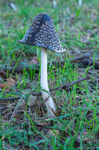 Coprinopsis picacea is a species of fungus in the family Psathyrellaceae.