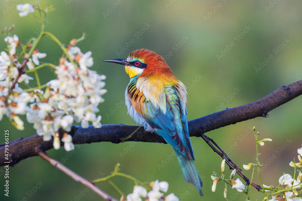 beautiful bird in spring sits on a blossoming branch beautiful bird in spring sits on a blossoming branch