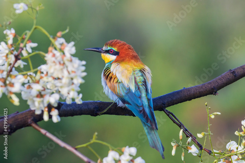 beautiful bird in spring sits on a blossoming branch