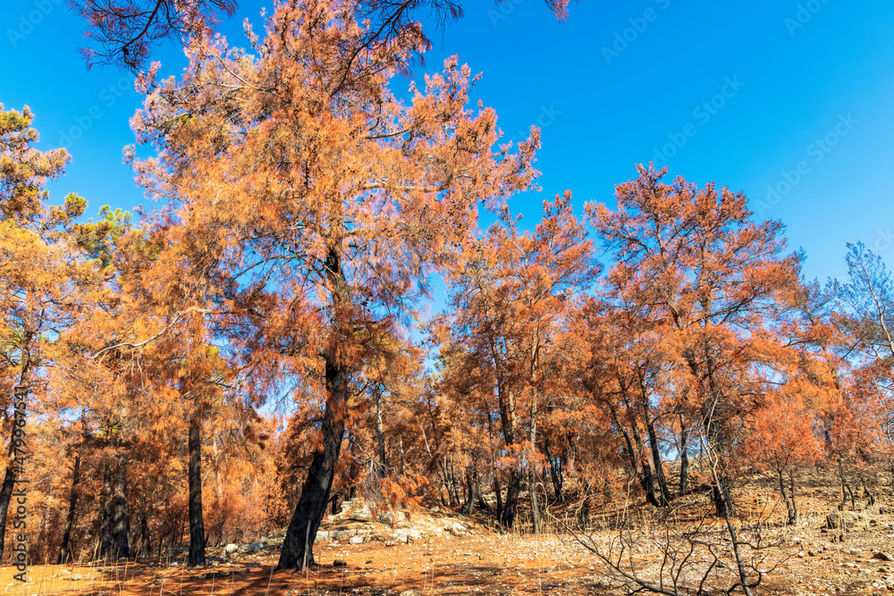 Pine forest in the mountains with fire damaged trees in the area of Manavgat district of Antalya province in Southern Turkey.