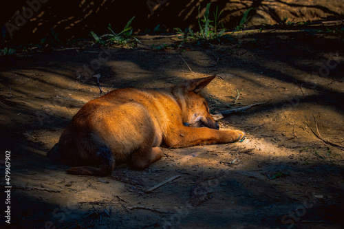 A baby dog is sleeping on the ground