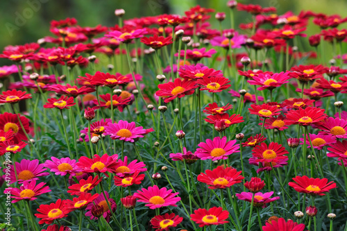 Large group of wild purple Paris Daisy (Argyranthemum frutescens) flowers outdoors.